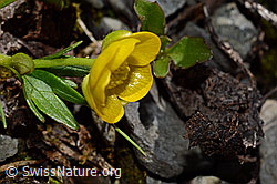 Foto: Berg-Hahnenfuss (Ranunculus montanus)