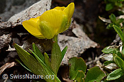 Foto: Berg-Hahnenfuss (Ranunculus montanus)