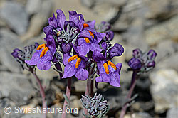 Alpen-Leinkraut (Linaria alpina) (C193389)
