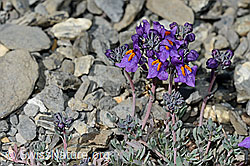 Alpen-Leinkraut (Linaria alpina) (C193391)