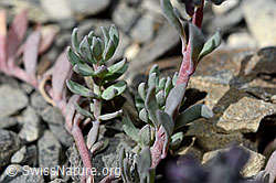 Alpen-Leinkraut (Linaria alpina) (C193392)