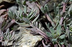 Alpen-Leinkraut (Linaria alpina) (C193394)