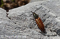 Foto: Ctenicera virens (Kammhorn-Schnellkäfer)