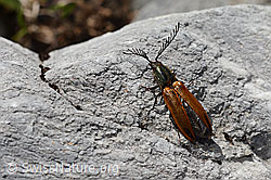 Foto: Ctenicera virens (Kammhorn-Schnellkäfer)