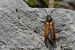Foto: Ctenicera virens (Kammhorn-Schnellkäfer)