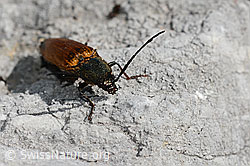 Foto: Ctenicera virens (Kammhorn-Schnellkäfer). Weibchen.