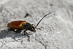 Foto: Ctenicera virens (Kammhorn-Schnellkäfer). Weibchen.