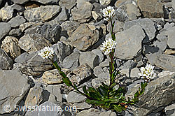 Bach-Gänsekresse (Arabis subcoriacea) (06.2021, C193425)