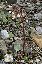 Alpen-Pestwurz (Petasites paradoxus) (C193434) Alpen-Pestwurz (Petasites paradoxus) (C193434)