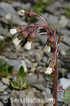 Alpen-Pestwurz (Petasites paradoxus) (C193435) Alpen-Pestwurz (Petasites paradoxus) (C193435)
