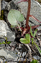 Alpen-Pestwurz (Petasites paradoxus) (C193436) Alpen-Pestwurz (Petasites paradoxus) (C193436)
