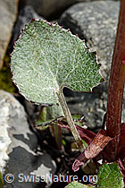 Alpen-Pestwurz (Petasites paradoxus) (C193437) Alpen-Pestwurz (Petasites paradoxus) (C193437)