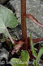 Alpen-Pestwurz (Petasites paradoxus) (C193438) Alpen-Pestwurz (Petasites paradoxus) (C193438)