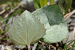 Alpen-Pestwurz (Petasites paradoxus) (C193439) Alpen-Pestwurz (Petasites paradoxus) (C193439)