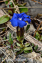 Frühlings-Enzian (Gentiana verna) (06.2021, C193525)