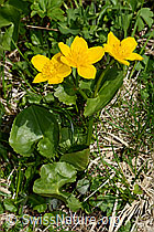 Caltha palustris (C193551)
