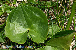 Caltha palustris (C193553)