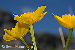 Caltha palustris (C193565)