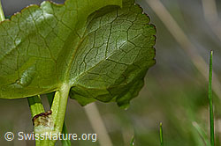 Caltha palustris (C193567)
