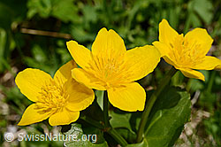 Caltha palustris (C193569)