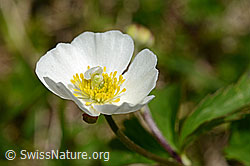 Eisenhutblättriger Hahnenfuss (Ranunculus aconitifolius) (06.2021, C193572)