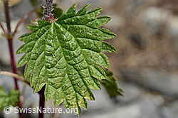 C193601: Kleine Brennnessel (Urtica urens)