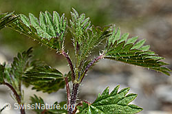 Kleine Brennnessel (Urtica urens) (C193602) Kleine Brennnessel (Urtica urens) (C193602)