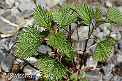 Kleine Brennnessel (Urtica urens) (C193605) Kleine Brennnessel (Urtica urens) (C193605)