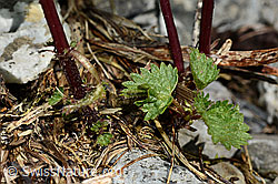 Kleine Brennnessel (Urtica urens) (C193607) Kleine Brennnessel (Urtica urens) (C193607)