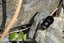 Foto: Grosser Dungkäfer (Aphodius fossor)