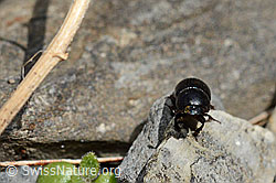 Foto: Grosser Dungkäfer (Aphodius fossor)