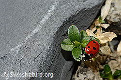 Foto: Siebenpunkt-Marienkäfer (Coccinella septempunctata)