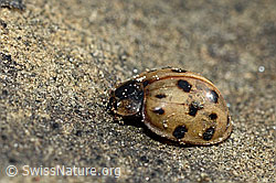Asiatischer Marienkäfer (Harmonia axyridis) (C193898) Asiatischer Marienkäfer (Harmonia axyridis) (C193898)