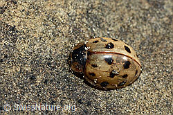 Asiatischer Marienkäfer (Harmonia axyridis) (C193899) Asiatischer Marienkäfer (Harmonia axyridis) (C193899)
