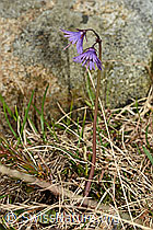 Grosses Alpenglöckchen (Soldanella alpina) (C193964)