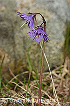 Grosses Alpenglöckchen (Soldanella alpina) (C193965)