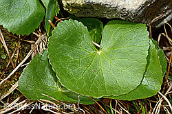 Sumpf-Dotterblume (Caltha palustris) (C193979) Sumpf-Dotterblume (Caltha palustris) (C193979)
