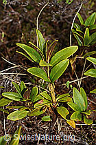 Rostblättrige Alpenrose (Rhododendron ferrugineum) (C194018) Rostblättrige Alpenrose (Rhododendron ferrugineum) (C194018)