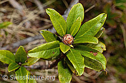 Rostblättrige Alpenrose (Rhododendron ferrugineum) (C194019) Rostblättrige Alpenrose (Rhododendron ferrugineum) (C194019)