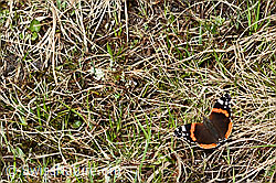 Admiral (Vanessa atalanta) (C194026) Admiral (Vanessa atalanta) (C194026)