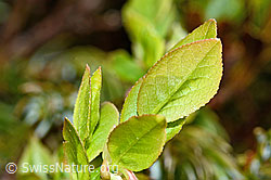 Heidelbeere (Vaccinium myrtillus) (C194093)