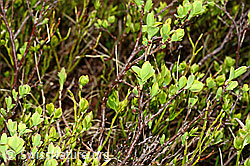 Heidelbeere (Vaccinium myrtillus) (C194096)