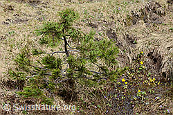 Foto: Bergföhre (Pinus mugo)