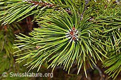 Foto: Bergföhre (Pinus mugo)