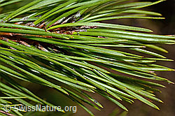 Foto: Bergföhre (Pinus mugo)