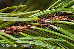 Foto: Bergföhre (Pinus mugo)