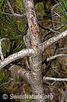 Foto: Bergföhre (Pinus mugo)
