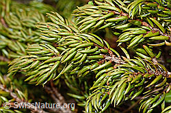 Alpen-Wacholder (Juniperus communis subsp. saxatilis) (C194126) Alpen-Wacholder (Juniperus communis subsp. saxatilis) (C194126)