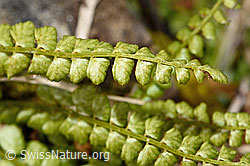Grünstieliger Streifenfarn (Asplenium viride) (C194137)