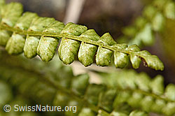 Grünstieliger Streifenfarn (Asplenium viride) (C194138)